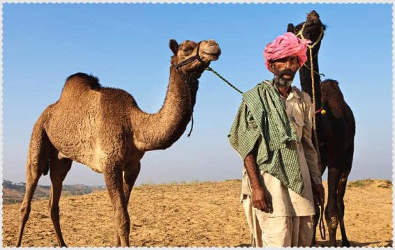 Indian Man Forced to Herd Camels